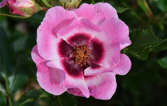 Rosa (Persica-Hybride) 'Trendy Babylon Eyes®'