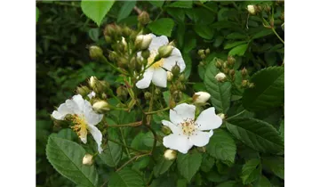 Syn. 'Rosa polyantha nana'
