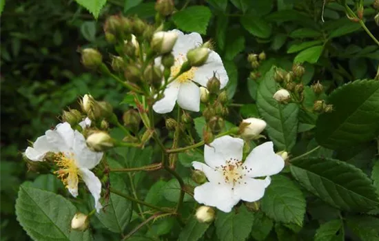 Rosa (Polyantharose) 'Multiflora Nana'