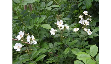 Syn. 'Rosa polyantha nana'