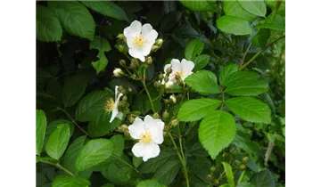 Syn. 'Rosa polyantha nana'