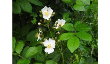 Syn. 'Rosa polyantha nana'