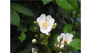 Syn. 'Rosa polyantha nana'