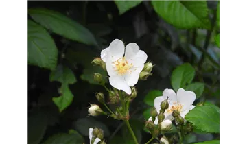 Syn. 'Rosa polyantha nana'