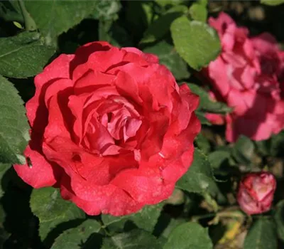 Rosa (Remontantrose) 'American Beauty'