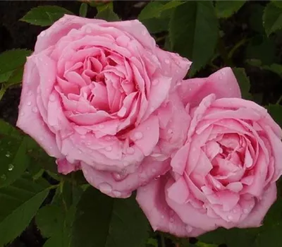 Rosa (Remontantrose) 'Baroness Rothschild'