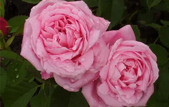Rosa (Remontantrose) 'Baroness Rothschild'