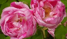 Rosa (Remontantrose) 'Ferdinand Pichard'
