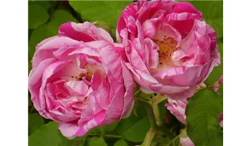 Rosa (Remontantrose) 'Ferdinand Pichard'