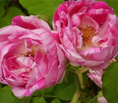 Rosa (Remontantrose) 'Ferdinand Pichard'