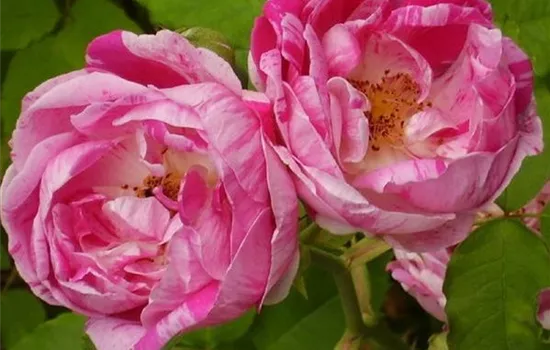 Rosa (Remontantrose) 'Ferdinand Pichard'