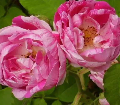 Rosa (Remontantrose) 'Ferdinand Pichard'