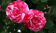 Rosa (Remontantrose) 'Ferdinand Pichard'