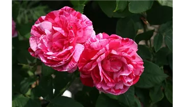 Rosa (Remontantrose) 'Ferdinand Pichard'