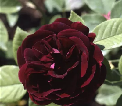 Rosa (Remontantrose) 'Souvenir du Dr. Jamain'