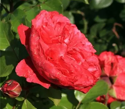 Rosa (Floribundarose) 'Red Leonardo da Vinci'®