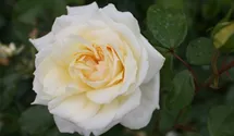 Romanticarose