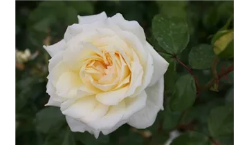 Romanticarose