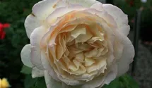Romanticarose