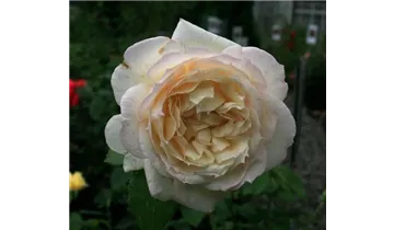 Romanticarose