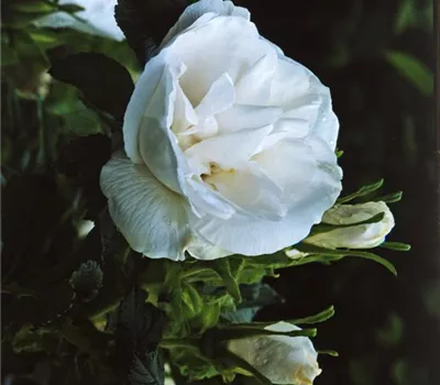 Rosa (Rugosa) 'Blanc Double de Coubert'
