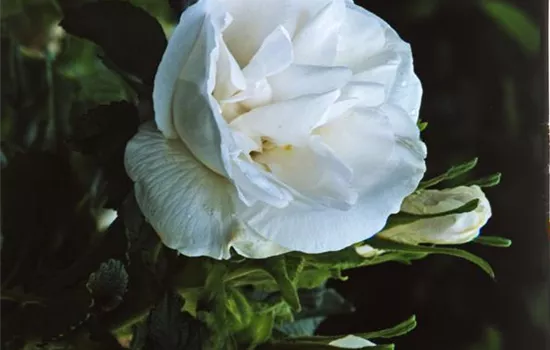Rosa (Rugosa) 'Blanc Double de Coubert'