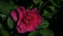 Rosa (Rugosa) 'Parfum de l'Hay'