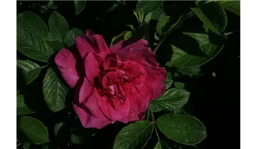 Rosa (Rugosa) 'Parfum de l'Hay'