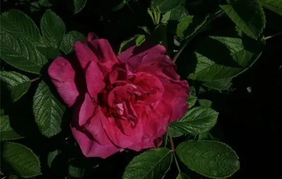 Rosa (Rugosa) 'Parfum de l'Hay'