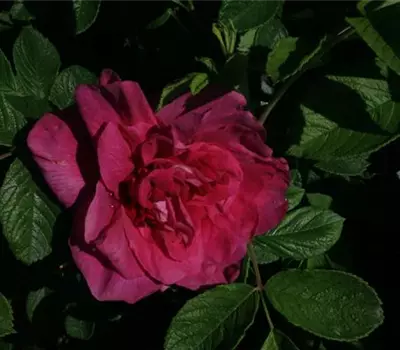 Rosa (Rugosa) 'Parfum de l'Hay'