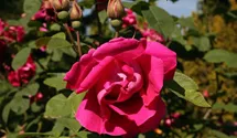 Rosa (Rugosa) 'Parfum de l'Hay'