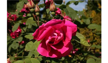 Rosa (Rugosa) 'Parfum de l'Hay'