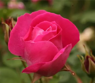 Rosa (Rugosa) 'Roseraie de l'Hay'