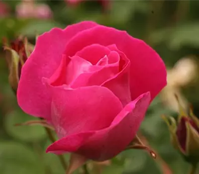 Rosa (Rugosa) 'Roseraie de l'Hay'