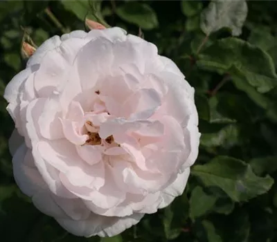 Rosa (Rugosa) 'Sarah van Fleet'