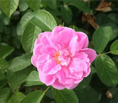 Rosa (Rugosa) 'Sarah van Fleet'