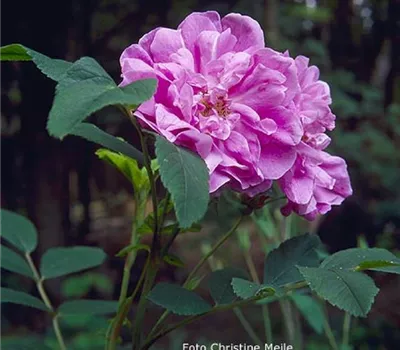 Rosa (Rugosa) 'Thérèse Bugnet'