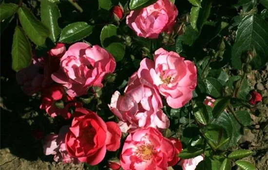 Rosa (Strauchrose) 'Angela'®