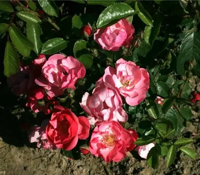 Rosa (Strauchrose) 'Angela'®