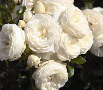 Rosa (Strauchrose) 'Artemis'