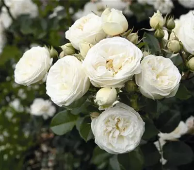 Rosa (Strauchrose) 'Artemis'