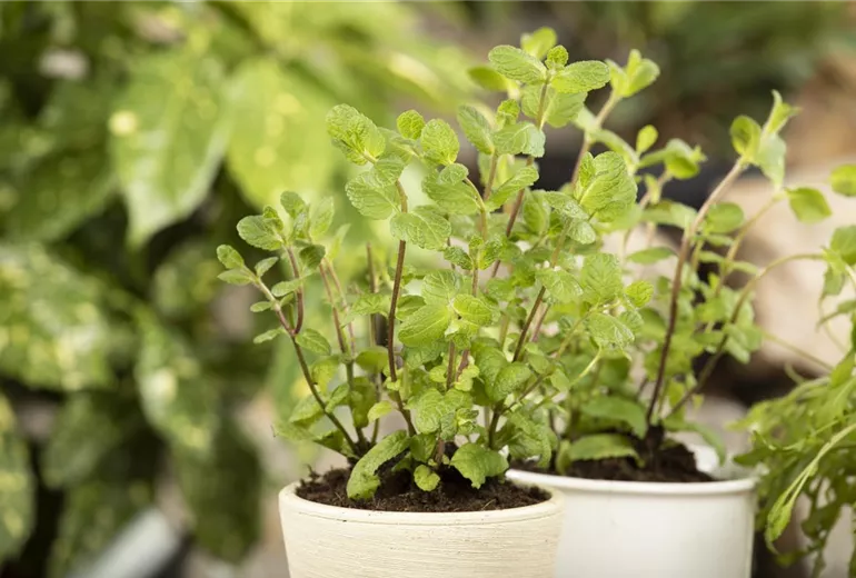 Mentha x piperita