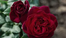 Rosa (Strauchrose) 'Astrid Gräfin von Hardenberg'