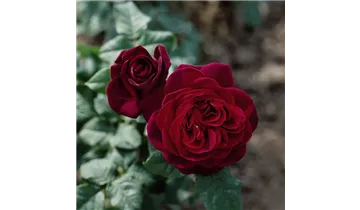 Rosa (Strauchrose) 'Astrid Gräfin von Hardenberg'