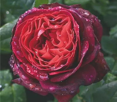 Rosa (Strauchrose) 'Astrid Gräfin von Hardenberg'