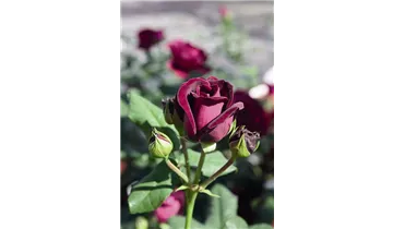 Rosa (Strauchrose) 'Astrid Gräfin von Hardenberg'