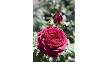 Rosa (Strauchrose) 'Astrid Gräfin von Hardenberg'