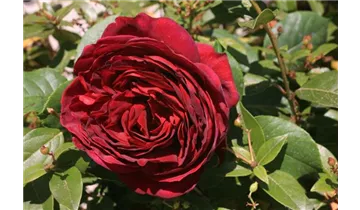 Rosa (Strauchrose) 'Astrid Gräfin von Hardenberg'