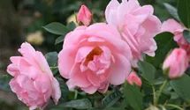 Rosa (Strauchrose) 'Astrid Lindgren'®