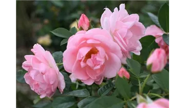 Rosa (Strauchrose) 'Astrid Lindgren'®
